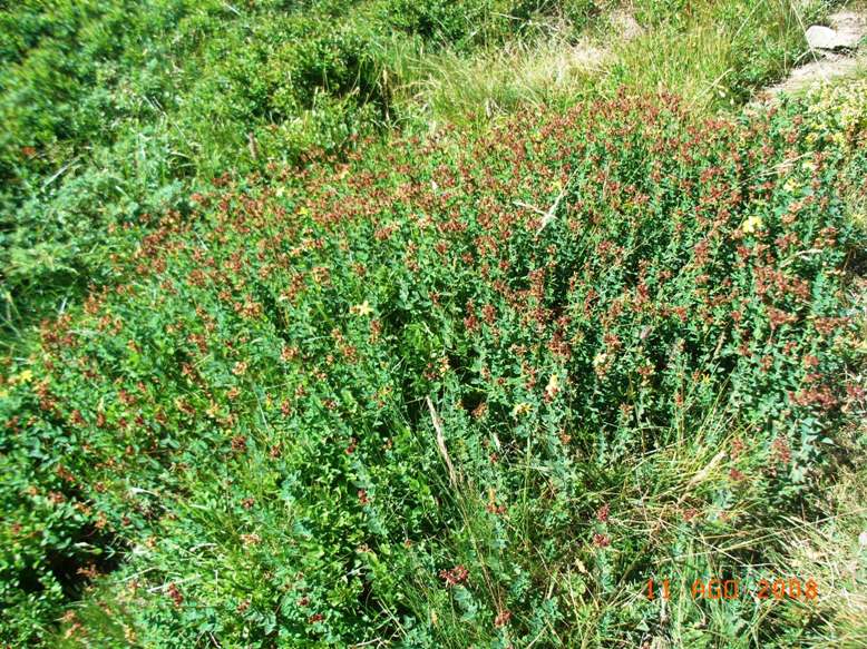 Hypericum richieri